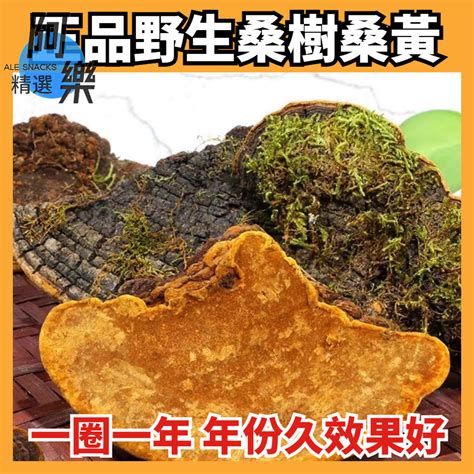 桑黃靈芝|【2024】桑黃靈芝功效是什麼？兩者的健康益處 & 食用方式一次。